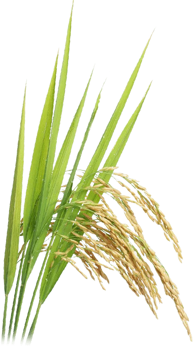 Dwc Rice ARA Trading DWC LLC | Global Agro Commodities Partner